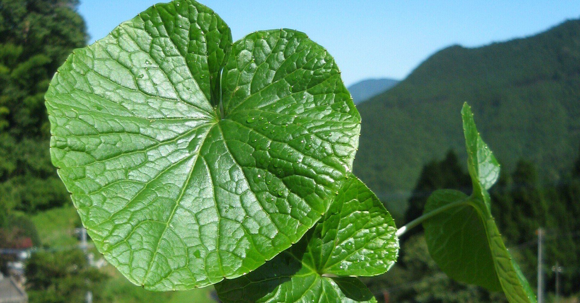 葉わさび ～不思議で奥深い山菜～｜いろどり 上勝