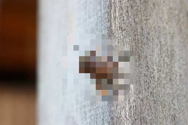 洗濯時にハッカ油をたらすと虫が寄ってこない 高丘真弓 Note 洗濯時にハッカ油をたらすと虫が寄ってこない 高丘真弓 Note