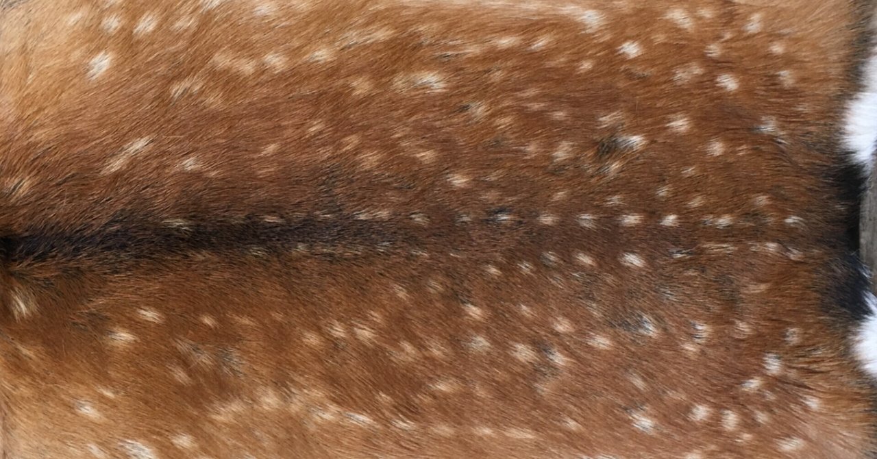 ハンドメイド記録】鹿の子模様がうつくしい夏毛のシカ-毛皮なめしNo.2  