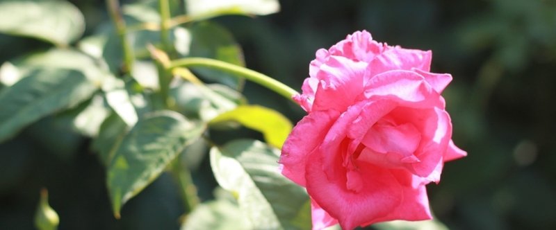 薔薇の木に百合の花が咲いたっていいじゃない