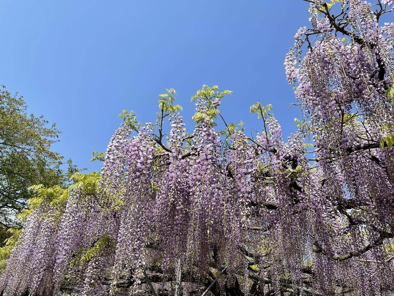 藤の花が綺麗な場所 ﾂﾞｷ Note