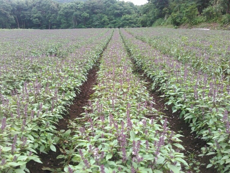 ホーリーバジル畑