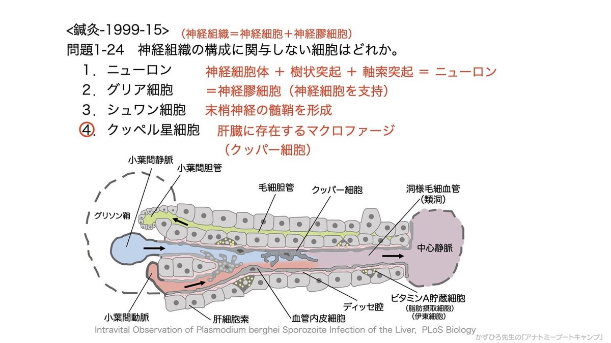 アナトミーブートキャンプ - 1.人体の構成©.027