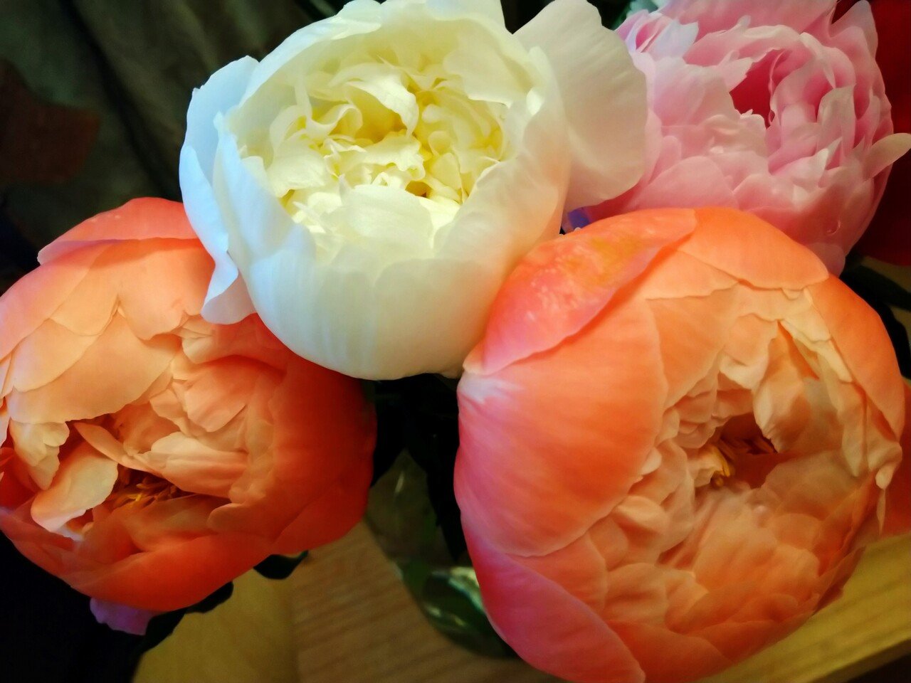 芍薬 チョコチップクッキー Note 芍薬 チョコチップクッキー Note