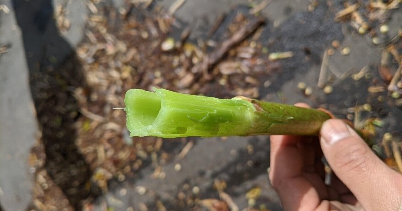 すかんぽ の新着タグ記事一覧 Note つくる つながる とどける