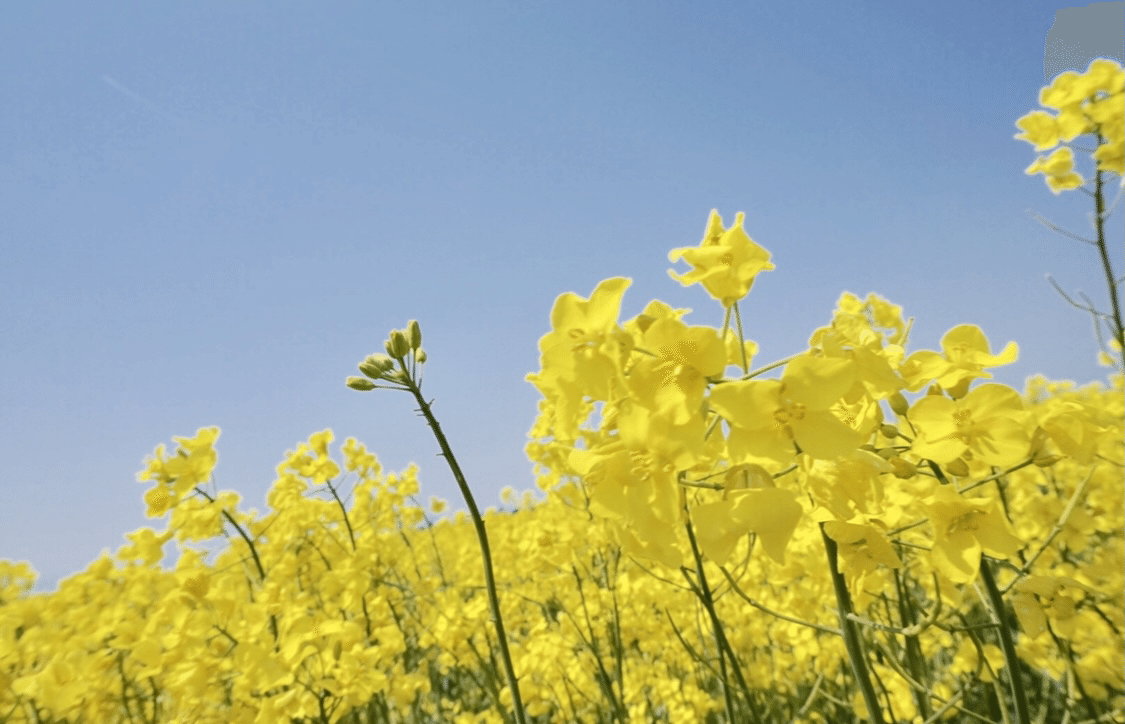 幸せと癒しで溢れるお花畑の話 Yuca 染葉ゆか Yuca Aiba Note 幸せと癒しで溢れるお花畑の話 Yuca 染葉ゆか Yuca Aiba Note