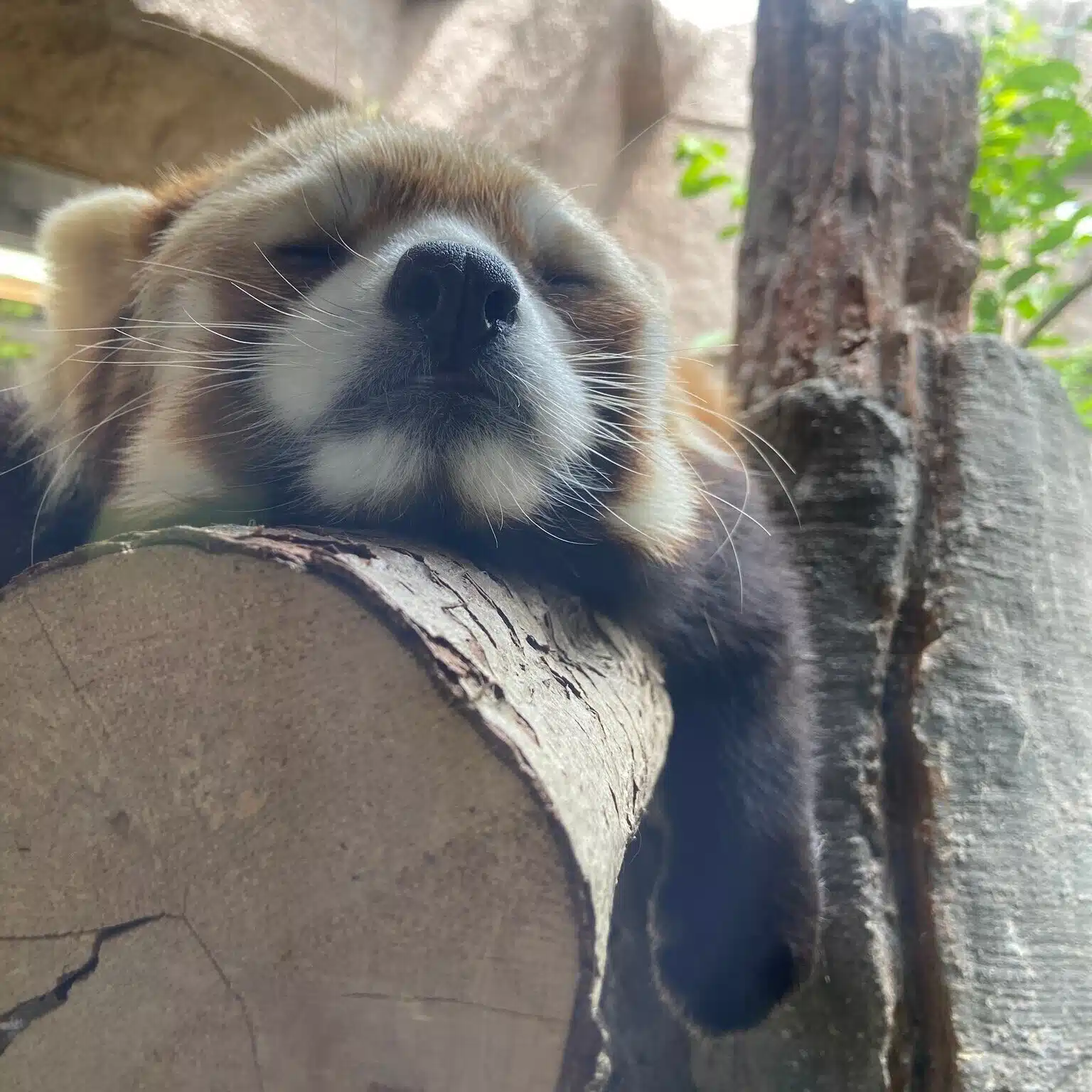 lalawhipp