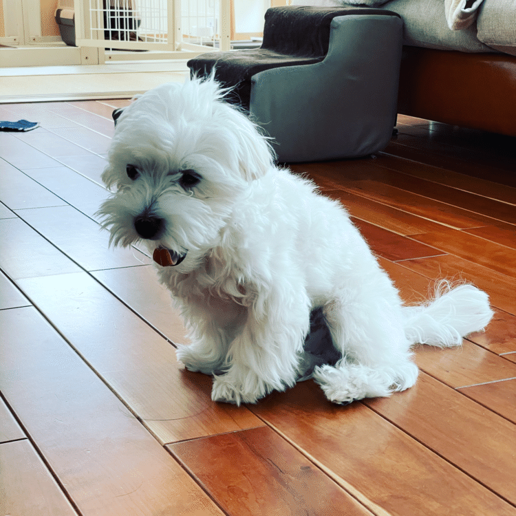 #マルチーズ#犬のいる生活#犬のいる暮らし