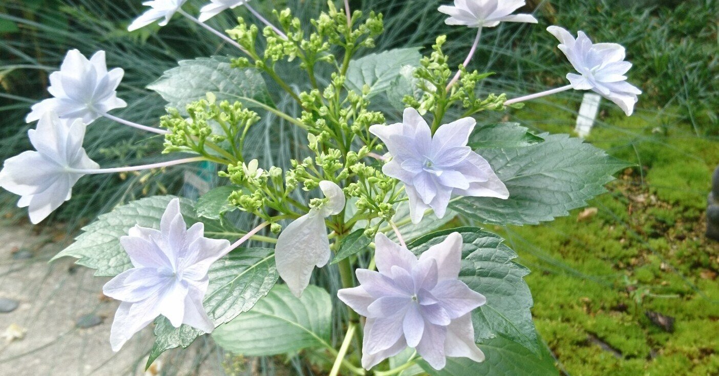 隅田の花火 額紫陽花 八重の淡い紫色の日本らしいガクアジサイ 雑木の苗と草花ショップ ぞう木りん Note 隅田の花火 額紫陽花 八重の淡い紫色の日本らしいガクアジサイ 雑木の苗と草花ショップ ぞう木りん Note