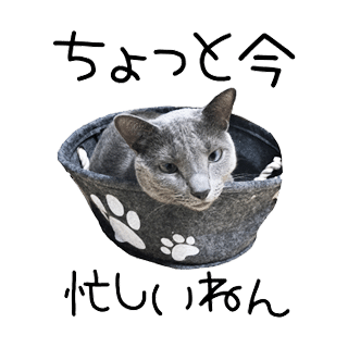 猫カフェに行ってみたいけど むしろ自宅が猫カフェw ココロマンちゃんねる Note