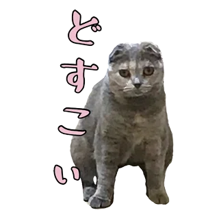 猫カフェに行ってみたいけど むしろ自宅が猫カフェw ココロマンちゃんねる Note
