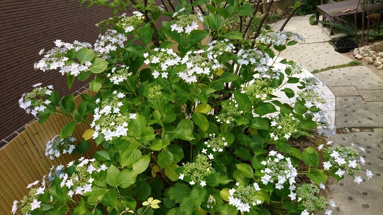 ☆隅田の花火☆紫陽花 額紫陽花 '隅田の花火' | H.m. cv. hanabi | かぎけん花図鑑