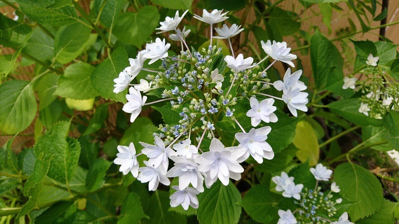 隅田の花火(額紫陽花) 八重の淡い紫色の日本らしいガクアジサイ