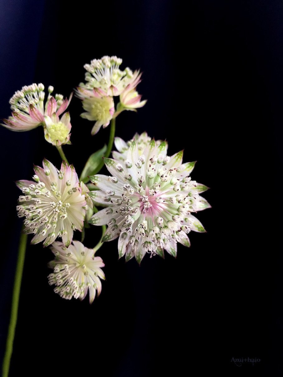 Astrantia Major Azul Halo Note