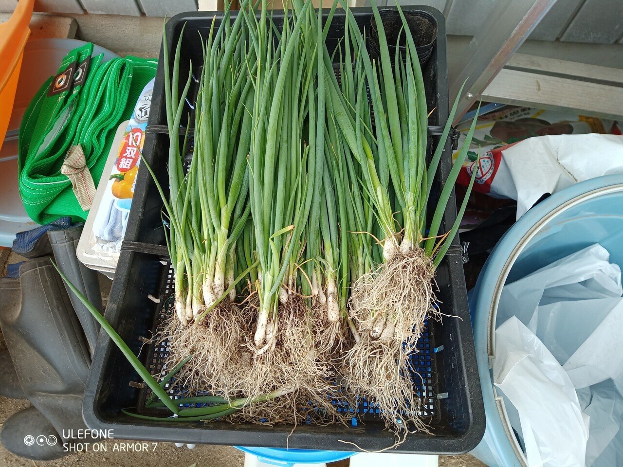 葉ネギ 九条ネギ 栽培の様子 終了 ひろせ しゅんじ のんびり農園 Note