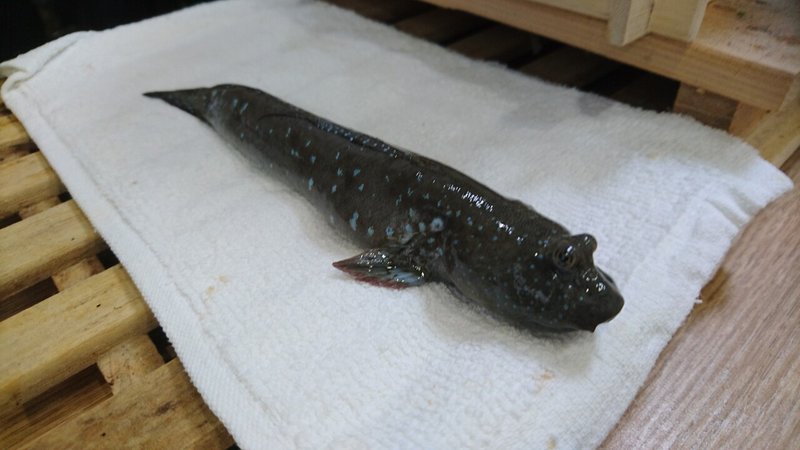 ムツゴロウ Bluespotted Mud Hopper 東京都浅草 某会員制寿司屋 刺身馬鹿一代 Sasimi Nerd Life Note ムツゴロウ Bluespotted Mud Hopper 東京都浅草 某会員制寿司屋 刺身馬鹿一代 Sasimi Nerd Life Note