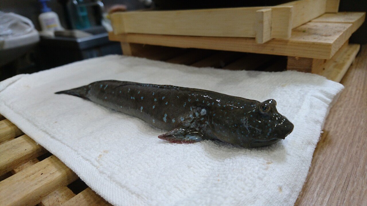 ムツゴロウ Bluespotted Mud Hopper 東京都浅草 某会員制寿司屋 魚介馬鹿一代 Fish Nerd Life Note