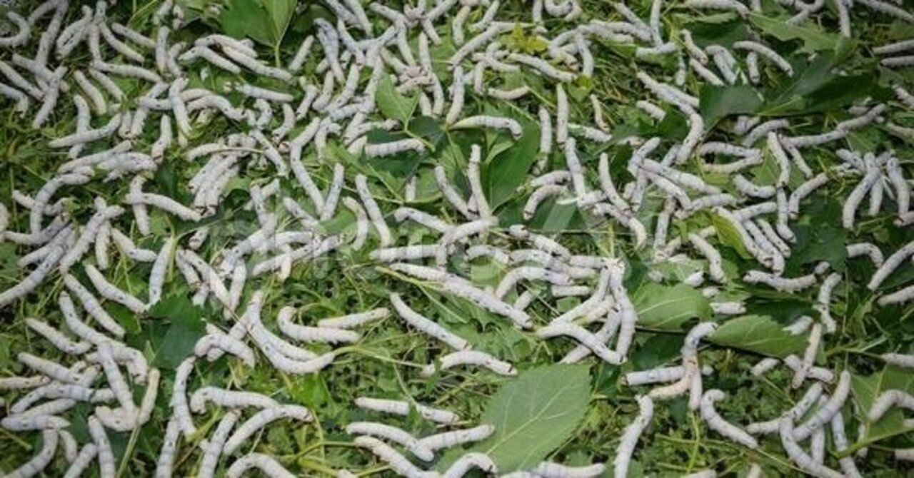 私は 抹茶色の着色料 銅葉緑素 が何でできているかを知りませんでした 皆様はご存知でしたか 喜多重左衛門 Note