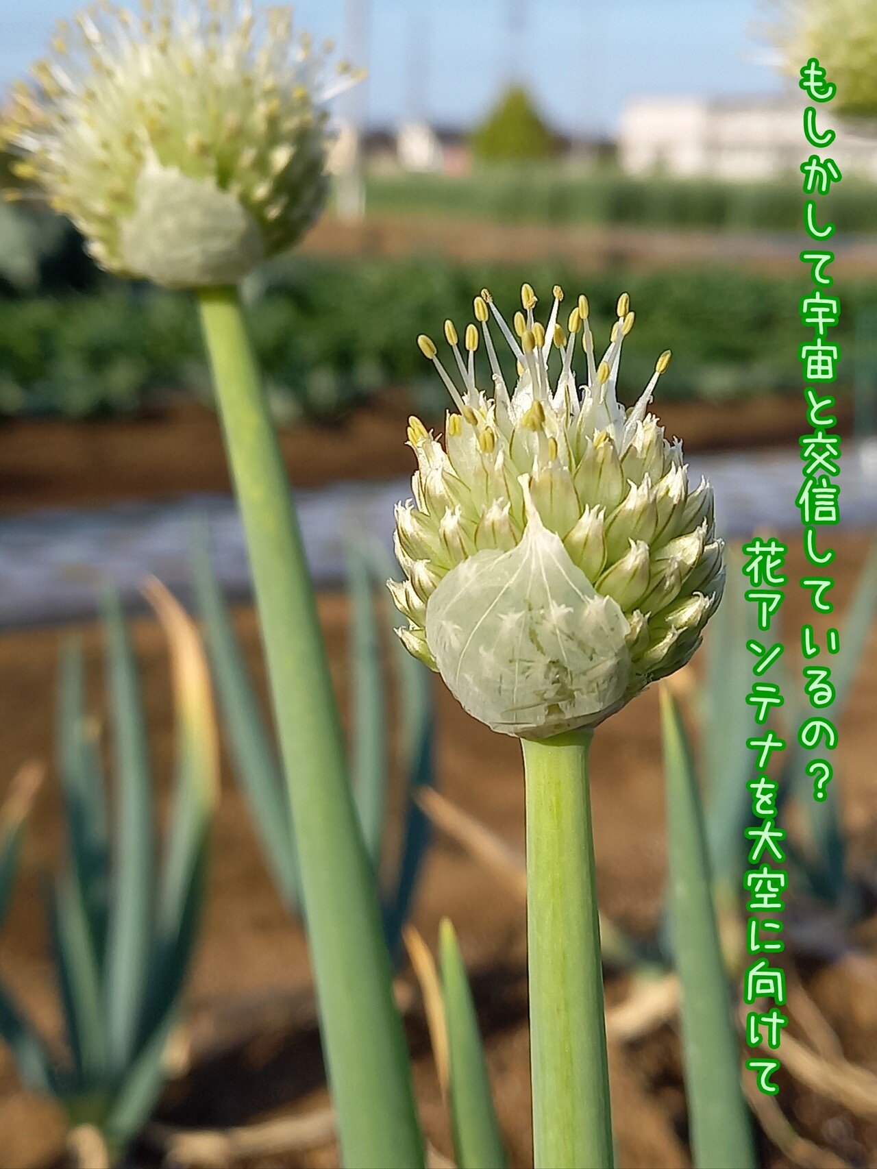 葱坊主の花の写真で一首 柘榴 Note