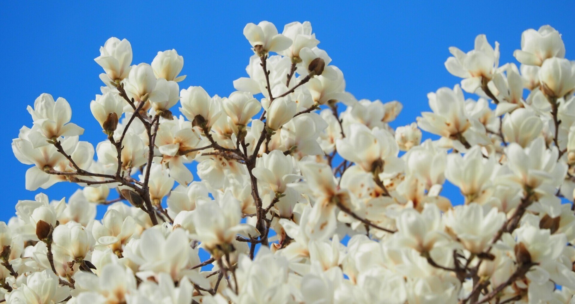 詩芭ページ Amazon.co.jp: 松尾芭蕉の短歌・俳句「やがて死ぬ、けしきは見えず、蝉