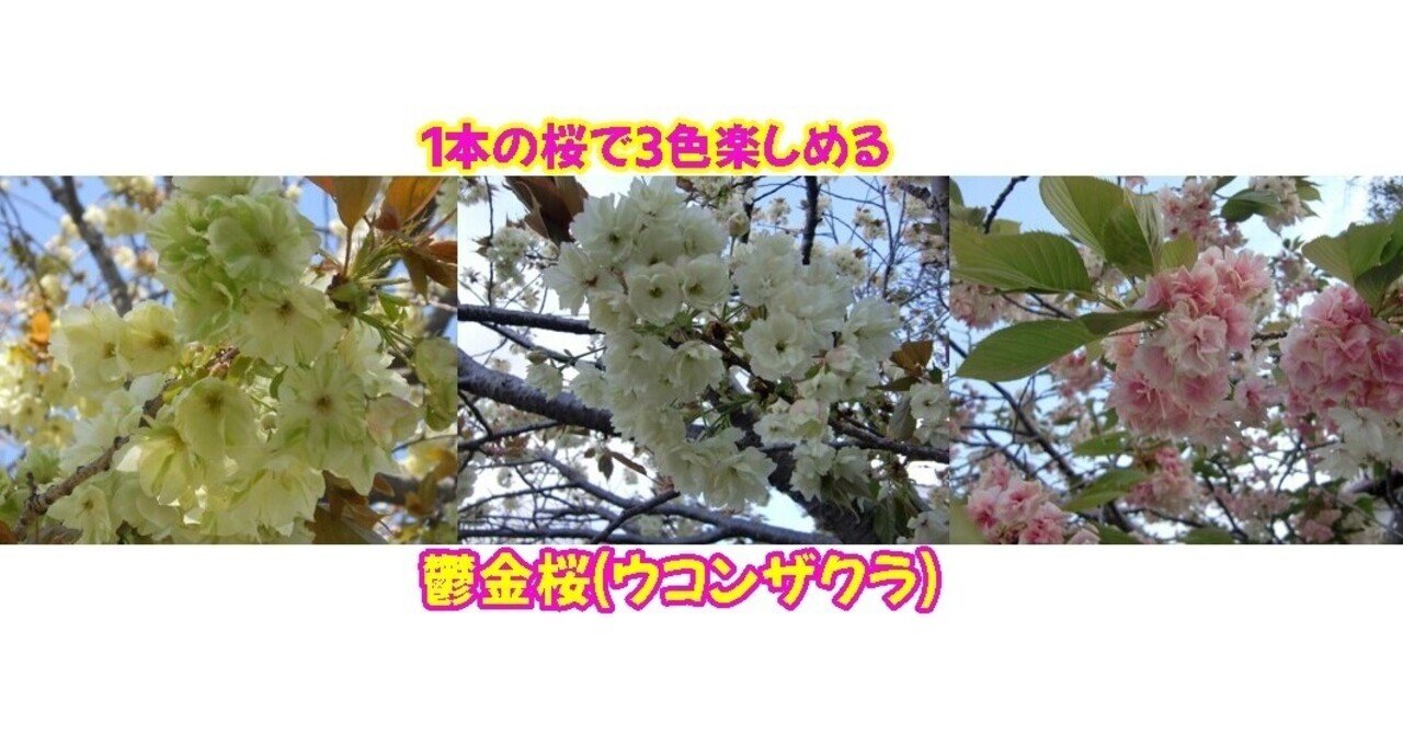 １本の桜で３色楽しめる鬱金桜 ウコンザクラ はっぴー そら 気持ち はフォロバ123 Note