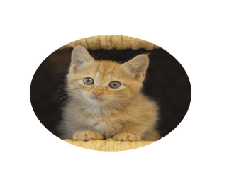 ねことちぐらという写真集を作りました Ouchigura Note