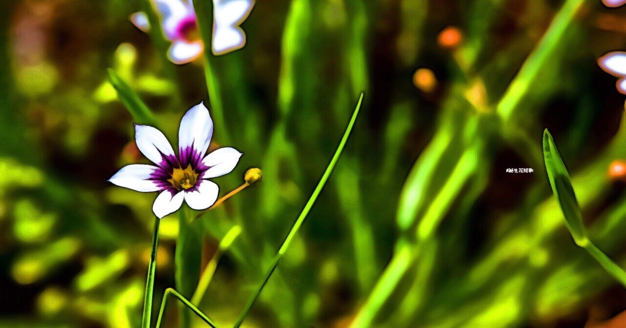4月23日 誕生花は庭石菖 誕生花短歌 御子柴 流歌 Note 4月23日 誕生花は庭石菖 誕生花短歌 御子柴 流歌 Note