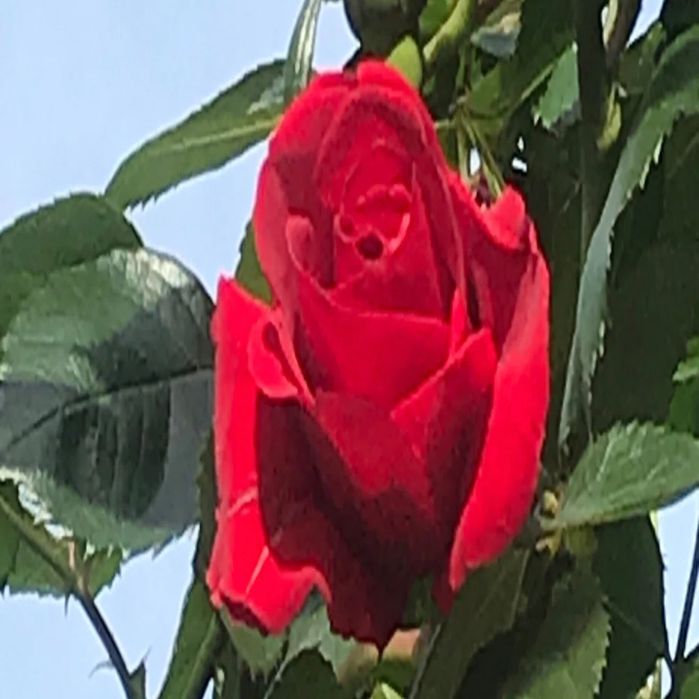 そよそよ涼しい風の吹く金曜日の朝の薔薇 百葉 Note