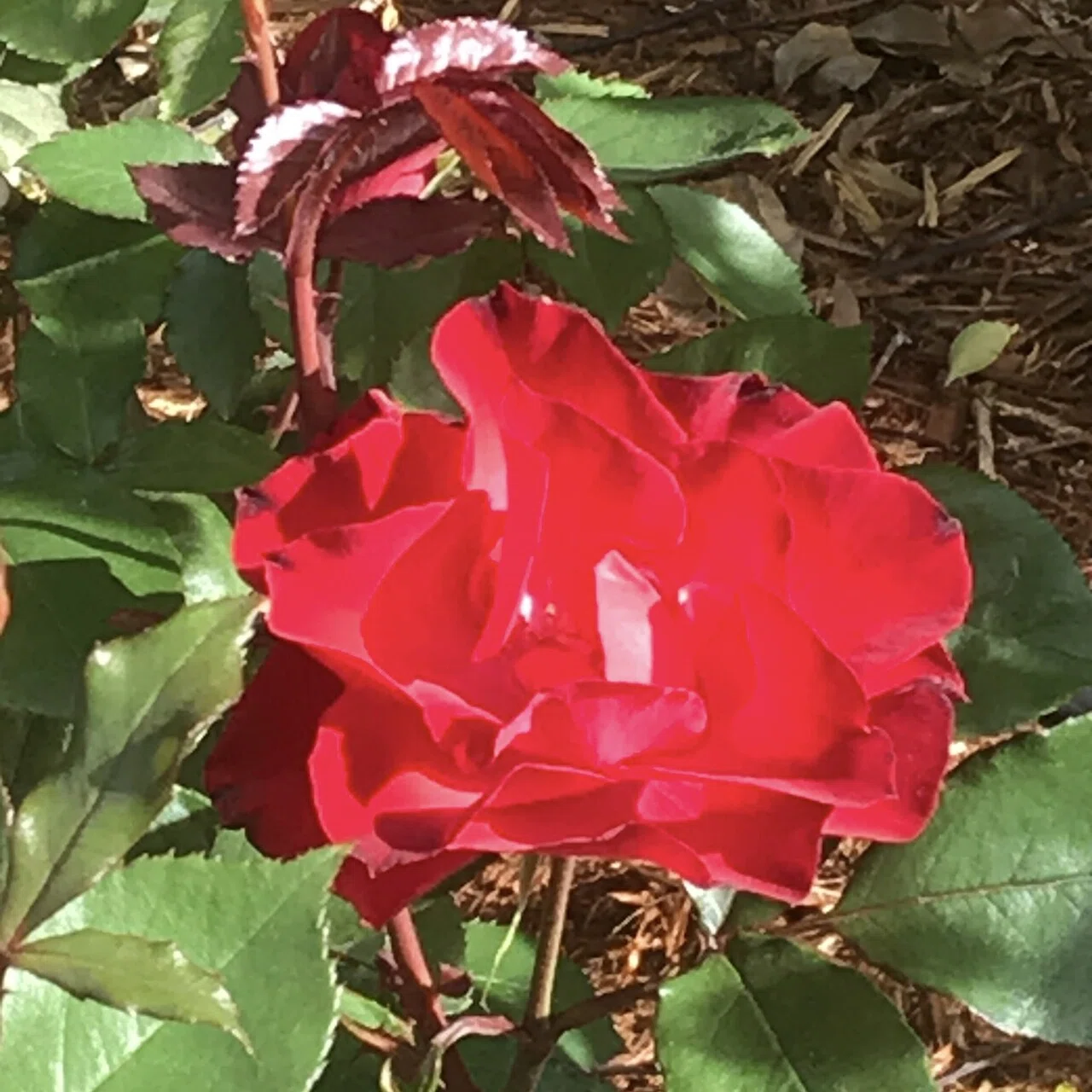 そよそよ涼しい風の吹く金曜日の朝の薔薇 百葉 Note