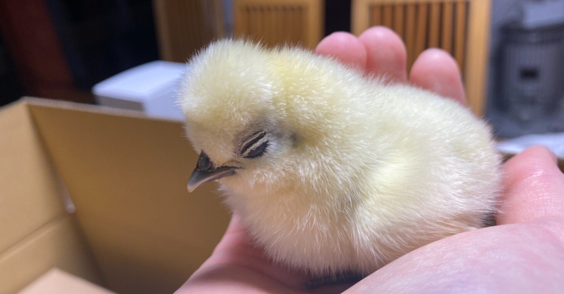 ポンパドールが可愛い烏骨鶏のヒヨコ Noriaki Kawanishi 田舎暮らしデザイナー Note ポンパドールが可愛い烏骨鶏のヒヨコ Noriaki Kawanishi 田舎暮らしデザイナー Note