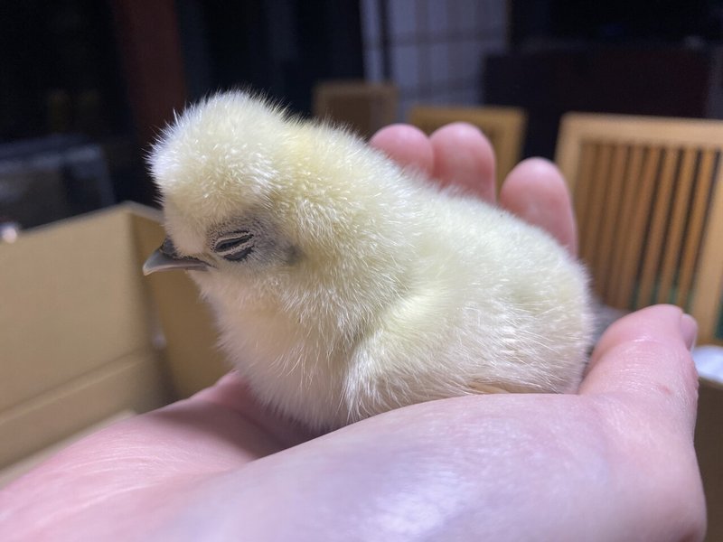 ポンパドールが可愛い烏骨鶏のヒヨコ Noriaki Kawanishi 半農デザイナー Note