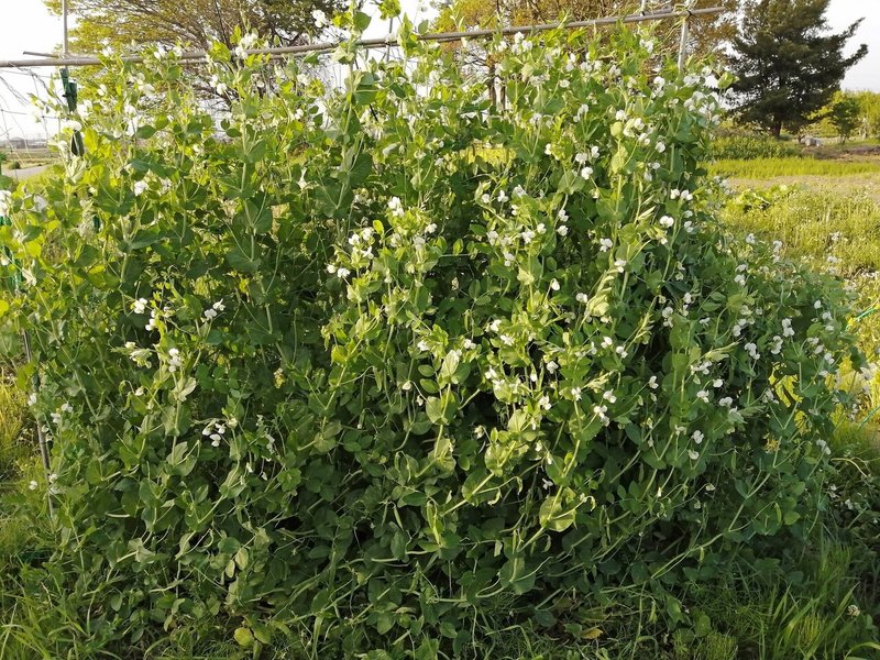 絹さや栽培 やってみて分かる大事な事 加藤能久 Note