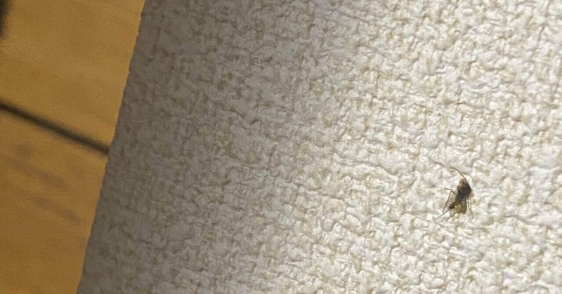 蚊 の新着タグ記事一覧 Note つくる つながる とどける 蚊 の新着タグ記事一覧 Note つくる つながる とどける