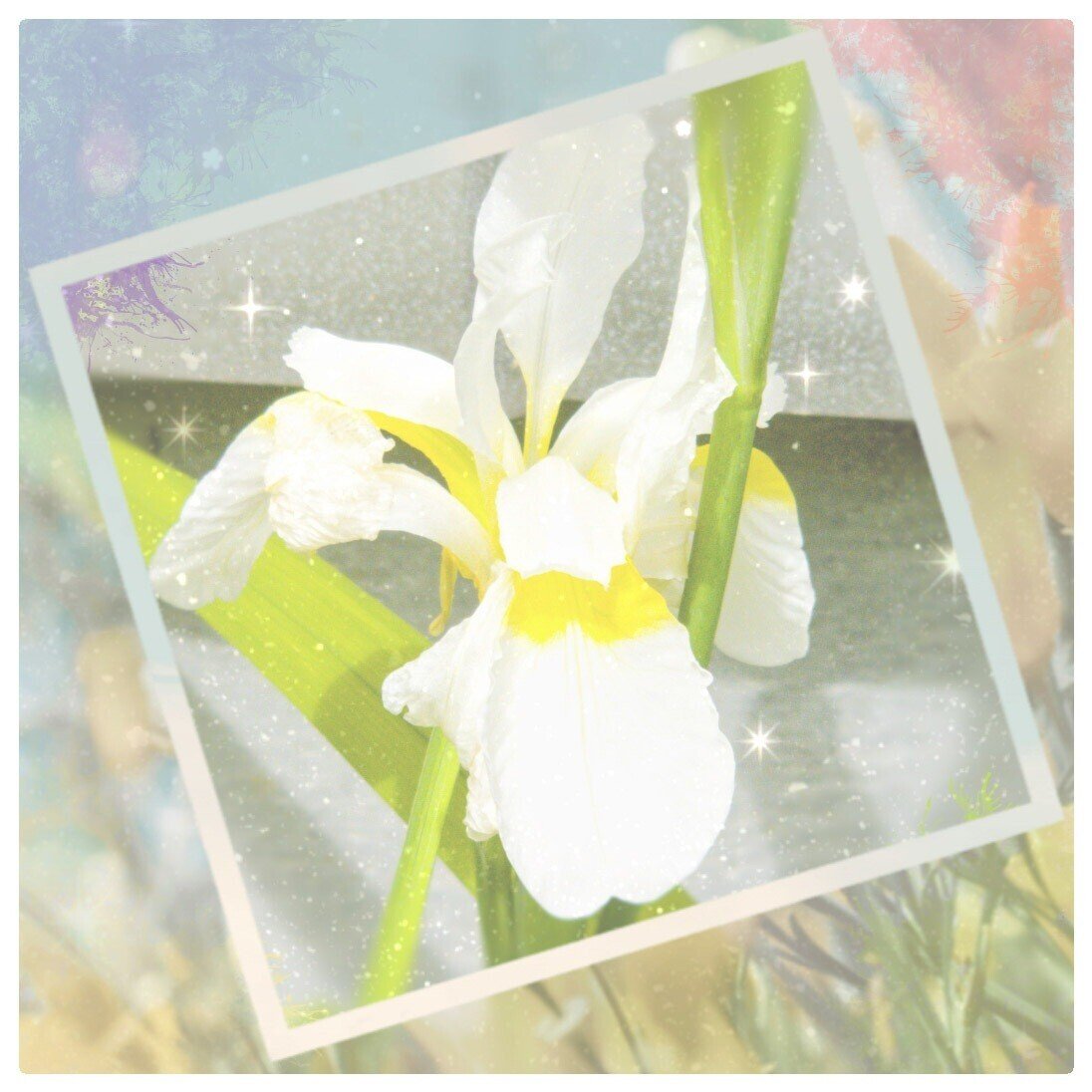 アヤメ 4月23日 Takachihomirai Note