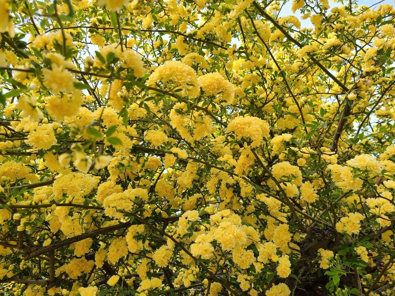 虹色にはじける ～春バラ～｜空花 月湖｜note