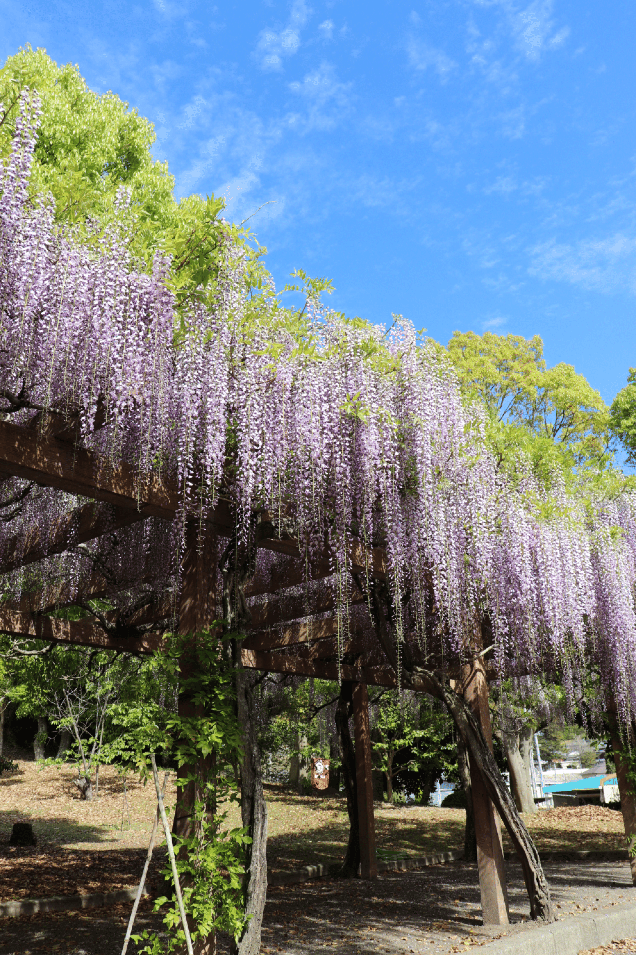 しまなみ海道 大三島in藤公園 Photo23sato いちご Note