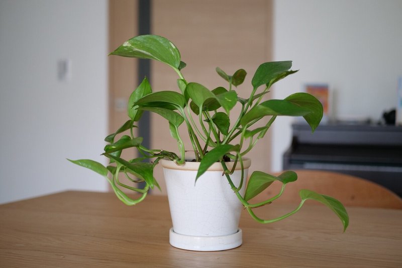21年4月 観葉植物の定点観測 Voicy ワタナベ Note 21年4月 観葉植物の定点観測 Voicy ワタナベ Note