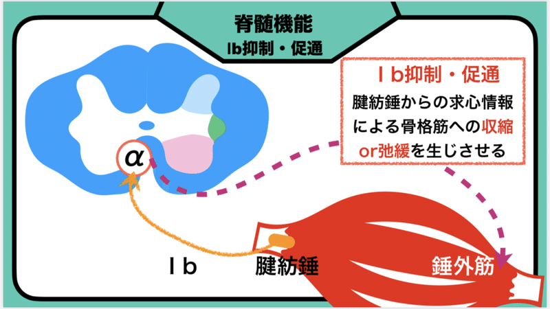 支持性に必要な歩行に関わる脳内機構 筋緊張コントロールの神経システム レポート Jun Note 支持性に必要な歩行に関わる脳内機構 筋緊張コントロールの神経システム レポート Jun Note