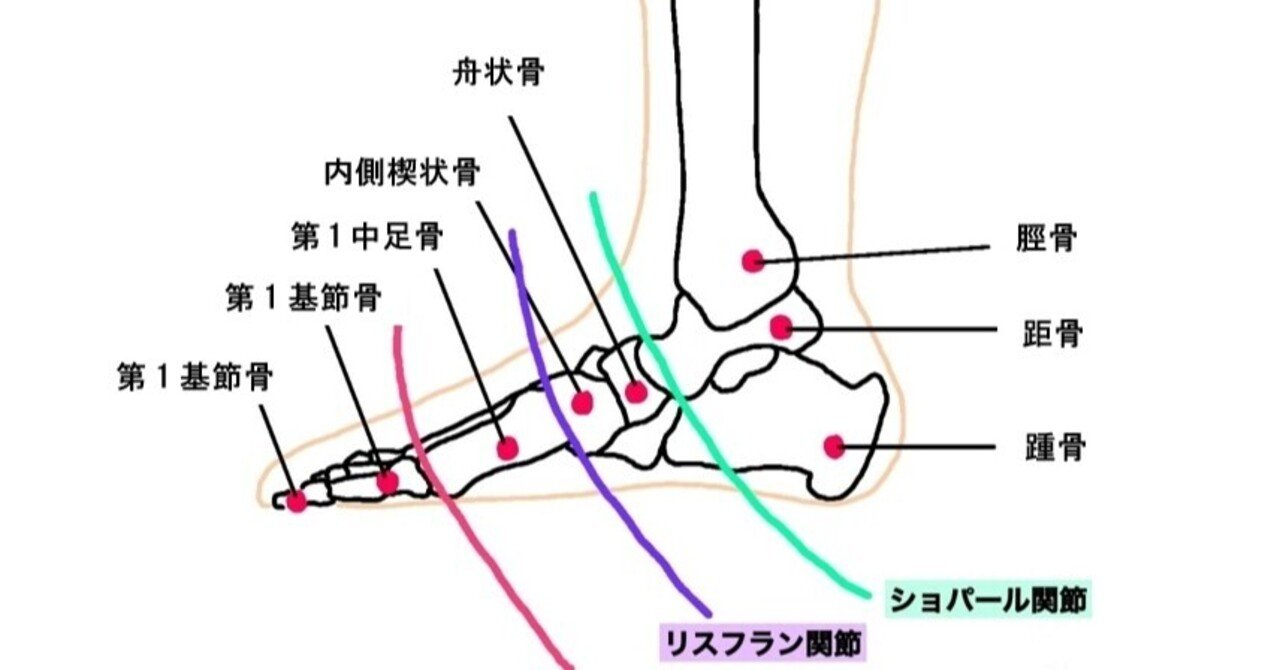 リスフラン関節 中足根関節 宮城島大樹 日本で最もトレーナーを育成してるトレーナー Note