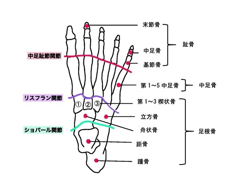 リスフラン関節 中足根関節 宮城島大樹 日本で最もトレーナーを育成してるトレーナー Note