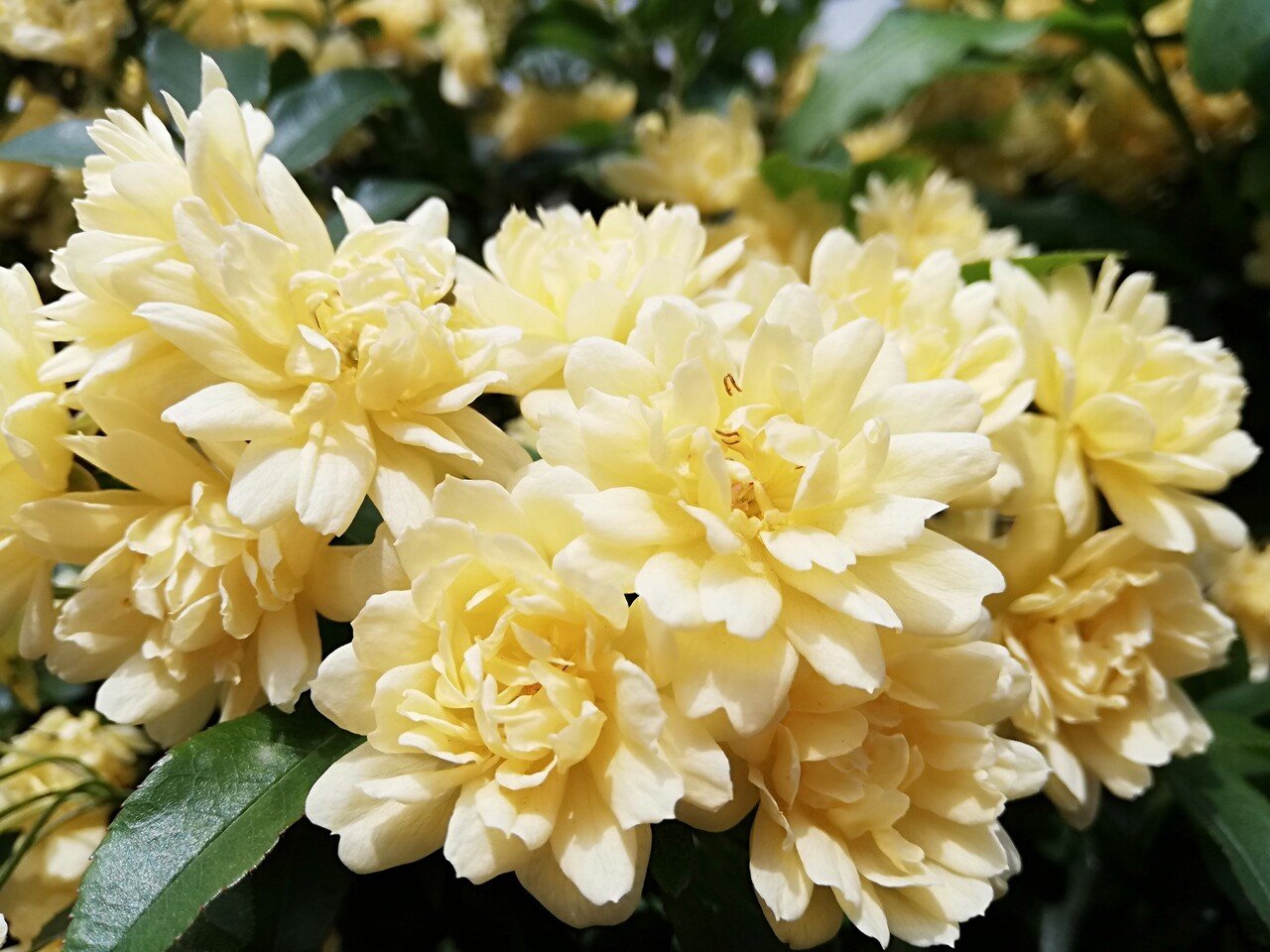 恵風和暢 Melem Note