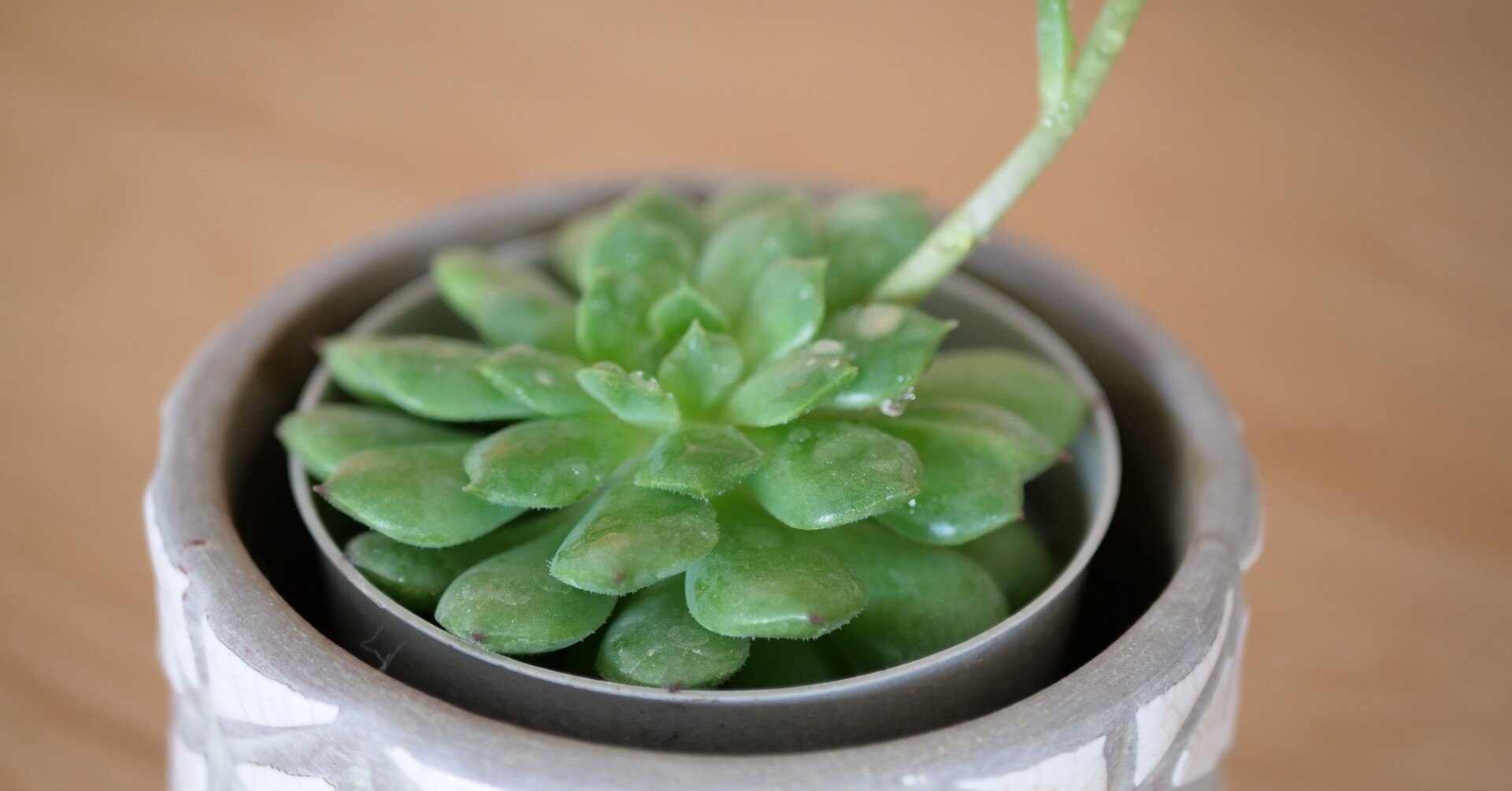 21年4月 観葉植物の定点観測 Voicy ワタナベ Note 21年4月 観葉植物の定点観測 Voicy ワタナベ Note