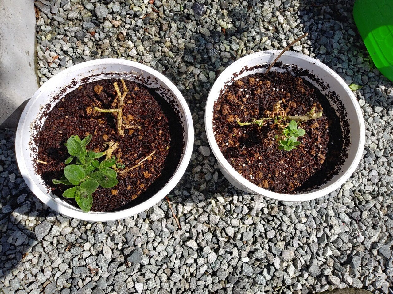 サフィニアの挿し芽 6｜園芸 太郎