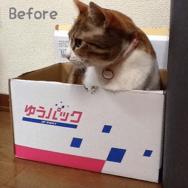 段ボールアート猫 Rhimie Note