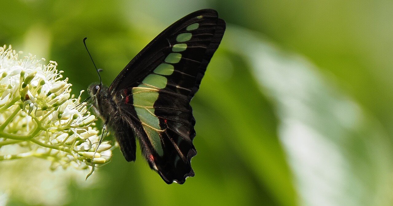 蝶の名前を思い出せなくてネット検索 最後に喜界町ホームページにたどり着いた T Koba Note