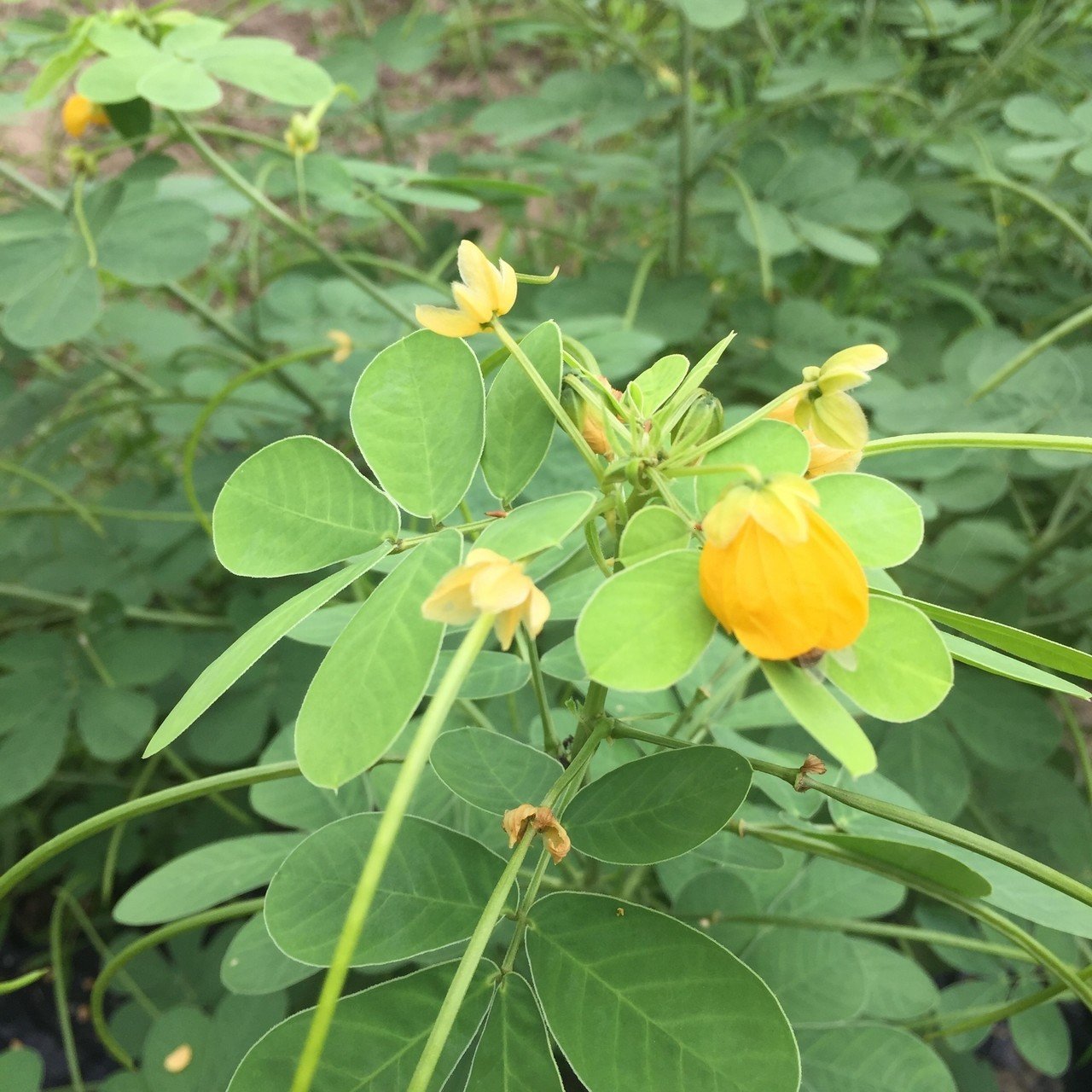 謎の雑草エビスグサから豆茶を作ってみた Tkskkd Note