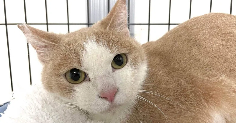 明日4 25 日 は宝塚市阪急仁川駅近くの猫スペースきぶん屋さんで譲渡会です にゃんこの里60家 Note