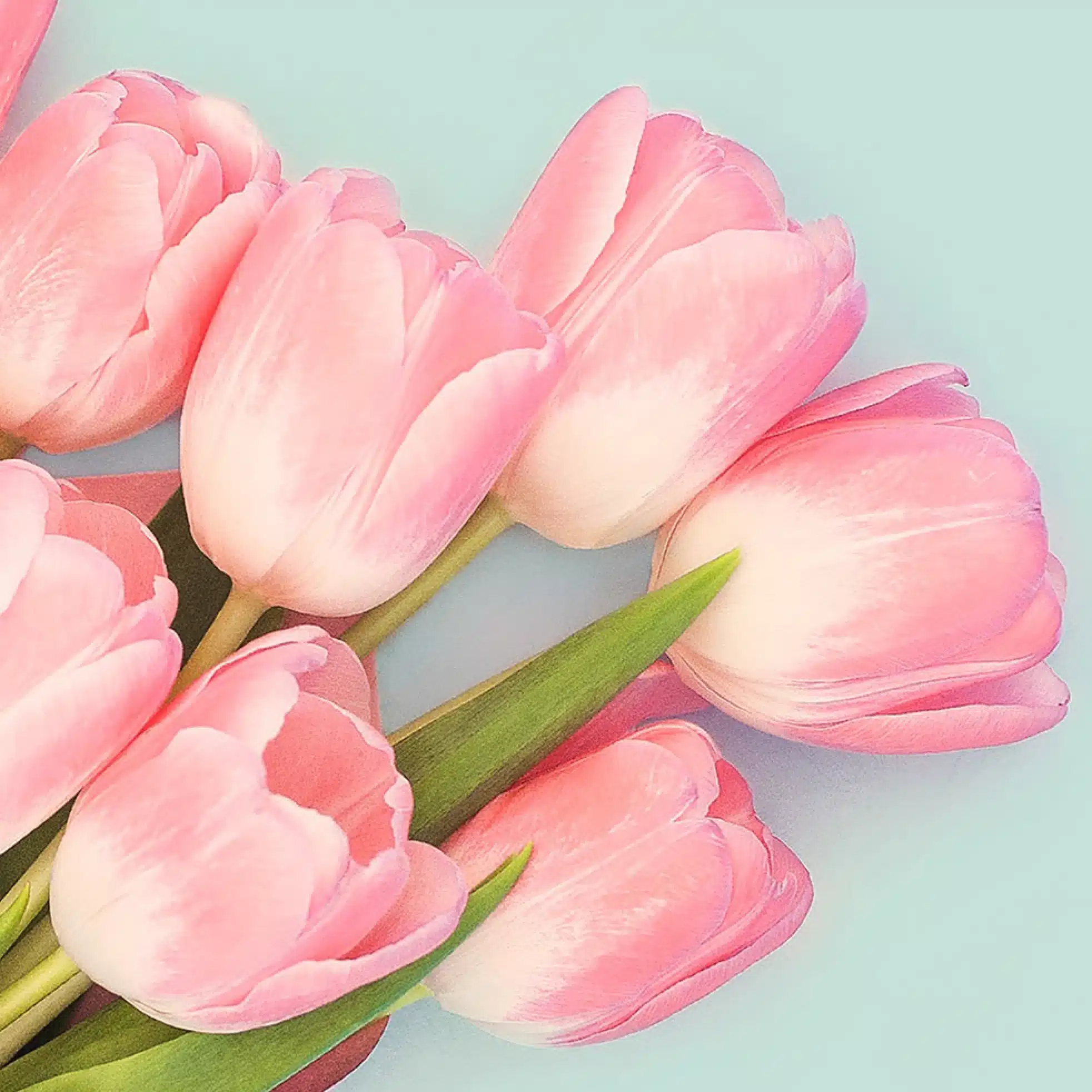 pinkpam
