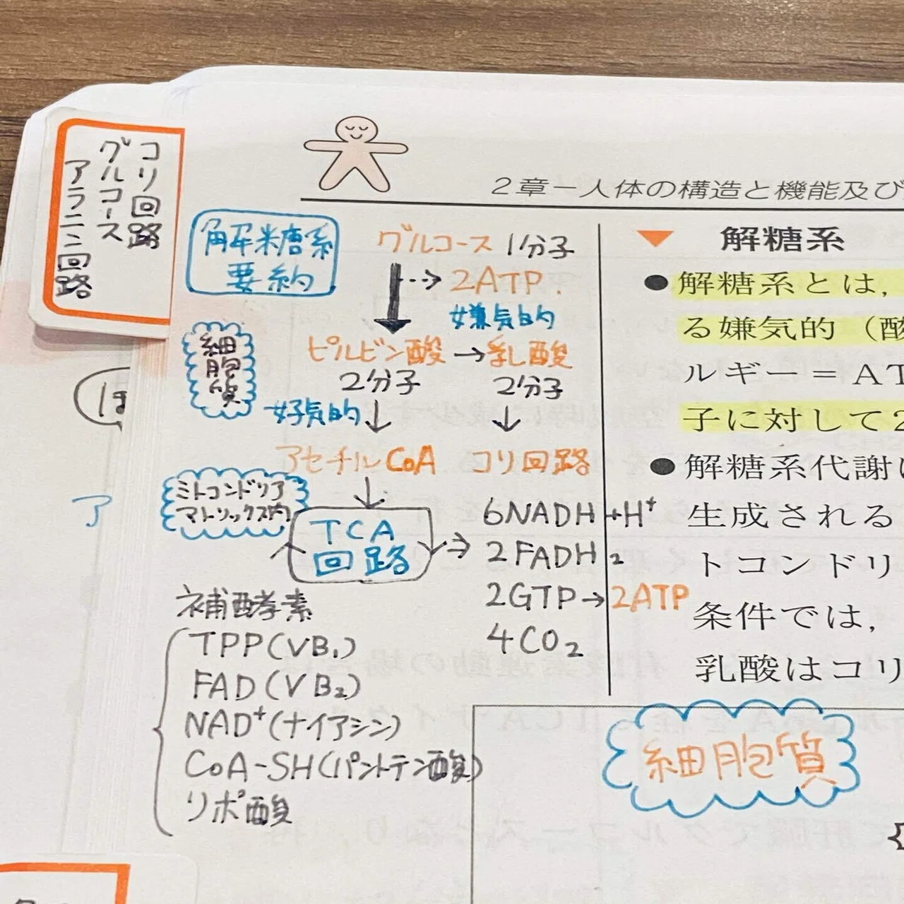 クエスチョンバンクの活用方法4つ／管理栄養士国家試験｜めぐねこ