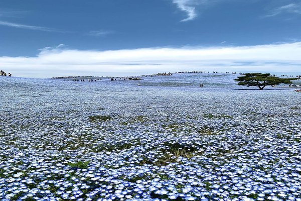 国営ひたち海浜公園 の定番タグ記事一覧 Note つくる つながる とどける